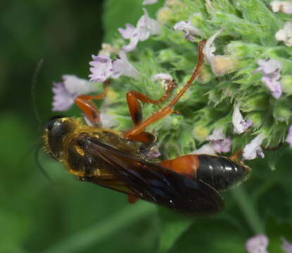 Image of Great Golden Digger Wasp