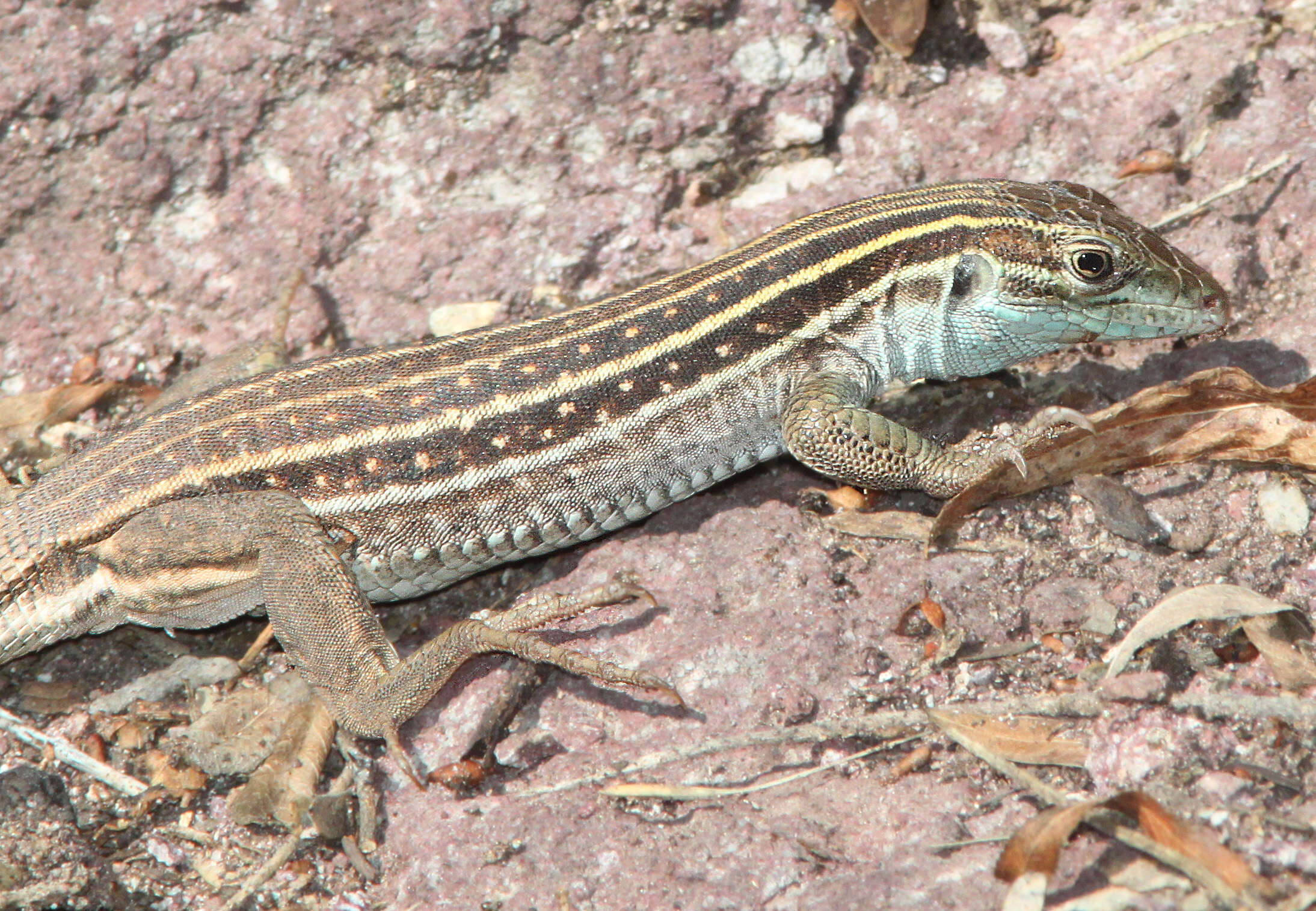 Image of Sonoran Spotted Whiptail