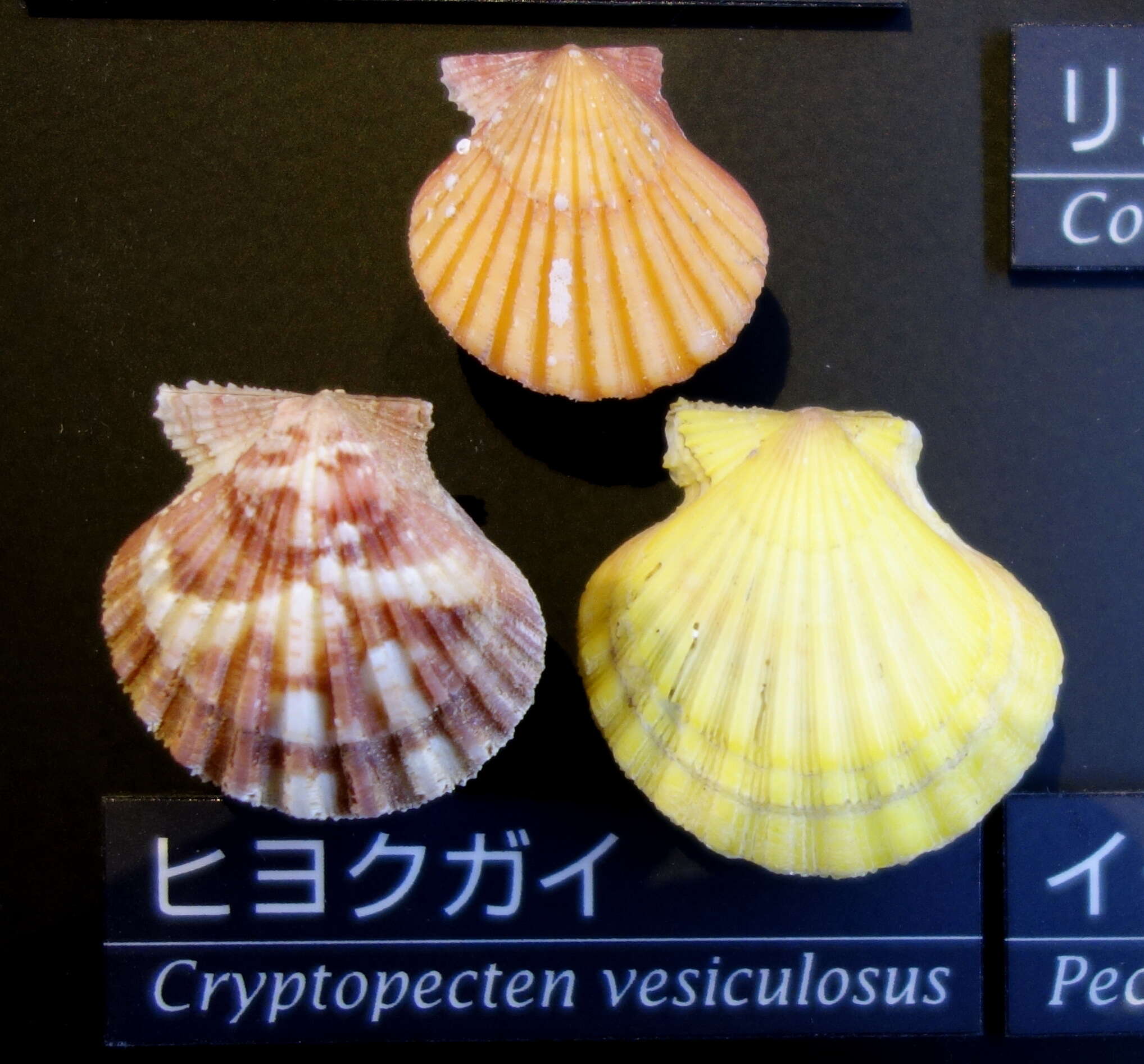 Image of Cryptopecten Dall, Bartsch & Rehder 1938