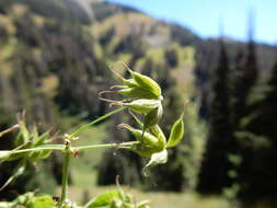 Image of western meadow-rue