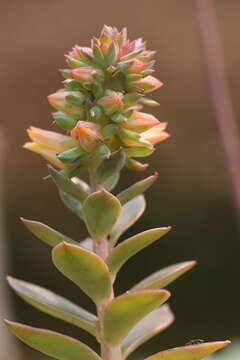 Image of Echeveria rosea Lindl.