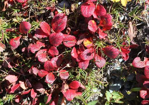 Image of Alpine bearberry