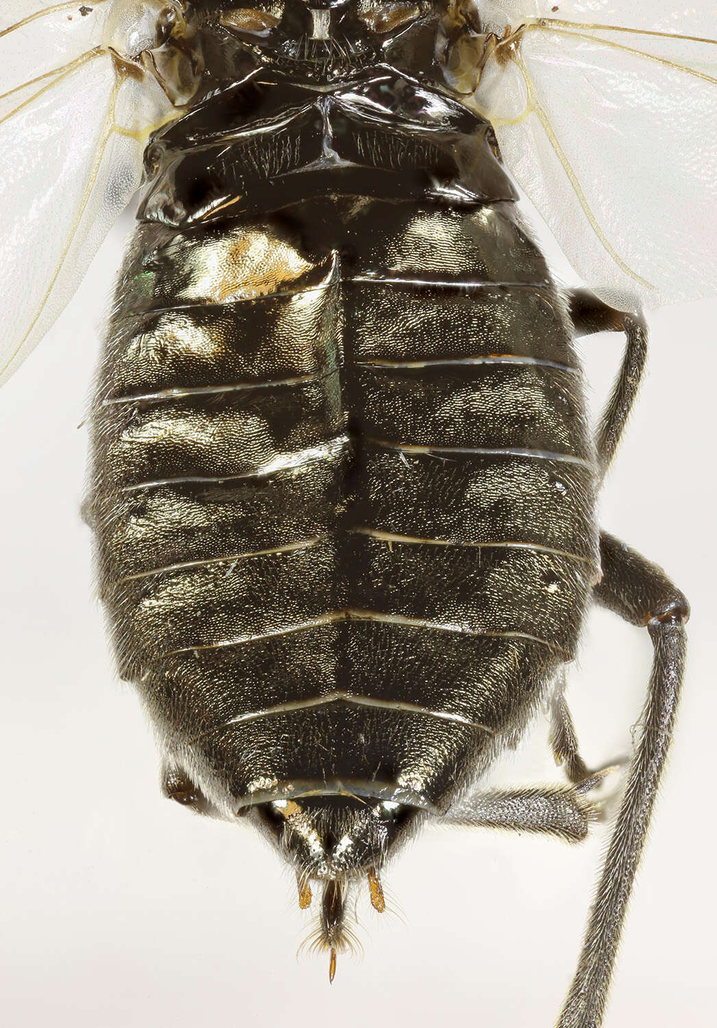 Image of <i>Dolerus aeneus</i>