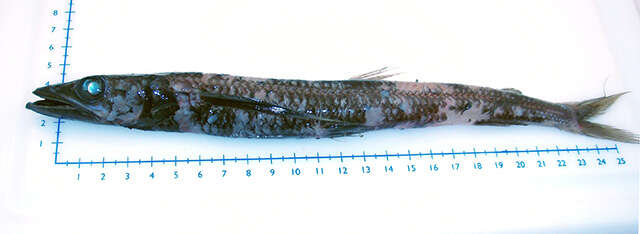 Image of Blackfin Waryfish