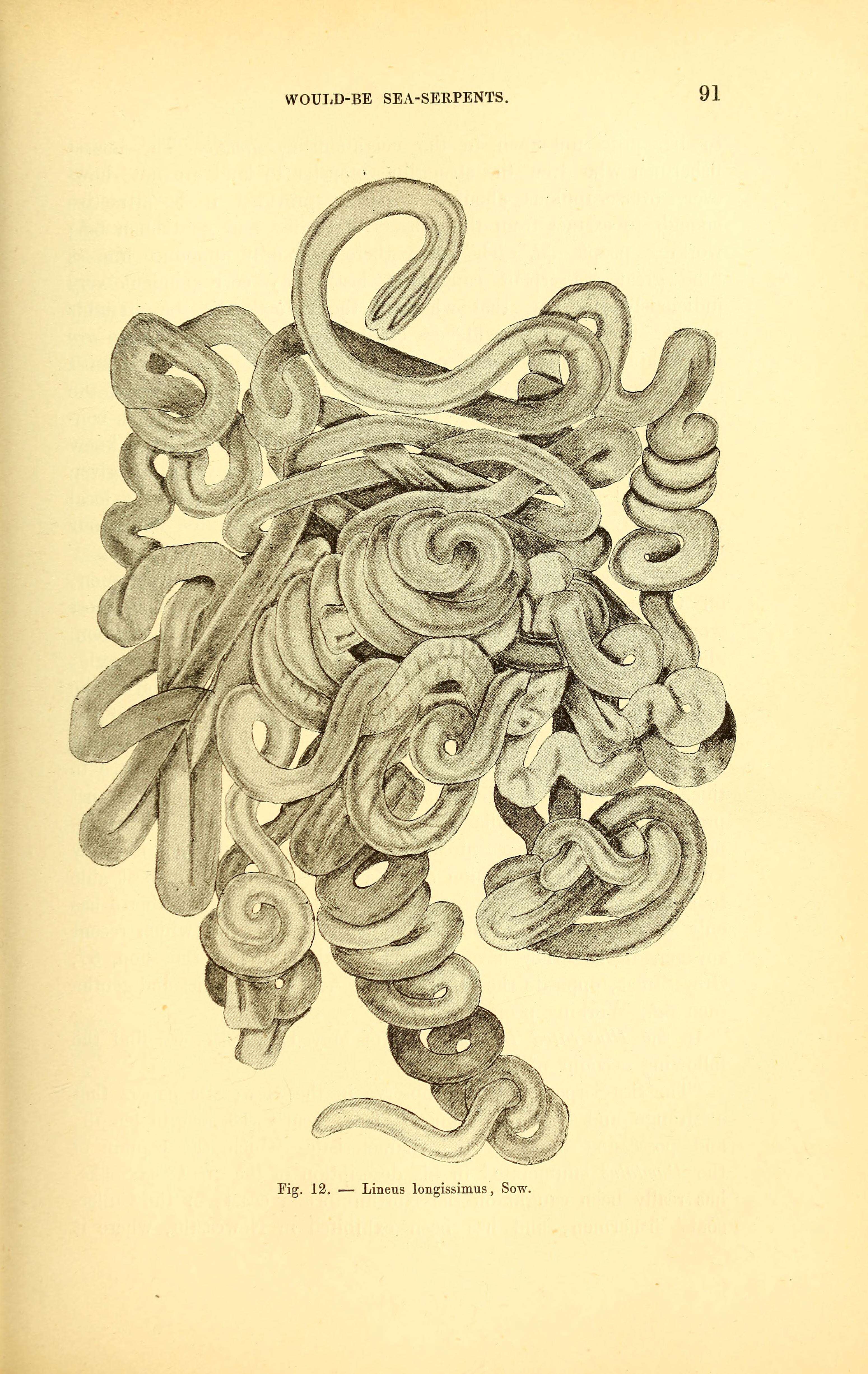 Image of bootlace worm