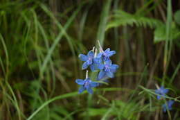 Plancia ëd Delphinium denudatum Wall.