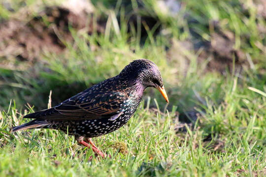 Image of Sturnus Linnaeus 1758