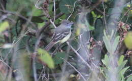 Image of Great Crested Flycatcher