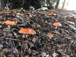 Image of Leratiomyces ceres (Cooke & Massee) Spooner & Bridge 2008