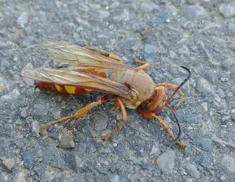 Image of Pacific Cicada Killer