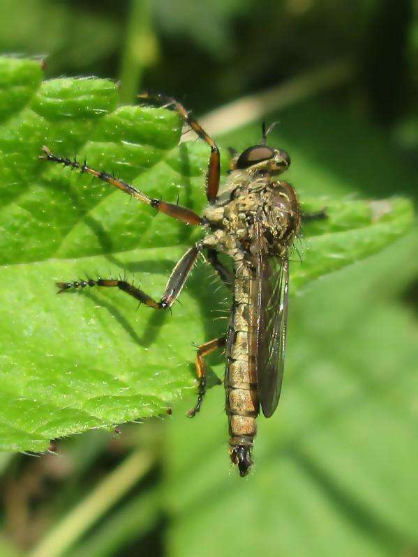 Image de Tolmerus cingulatus