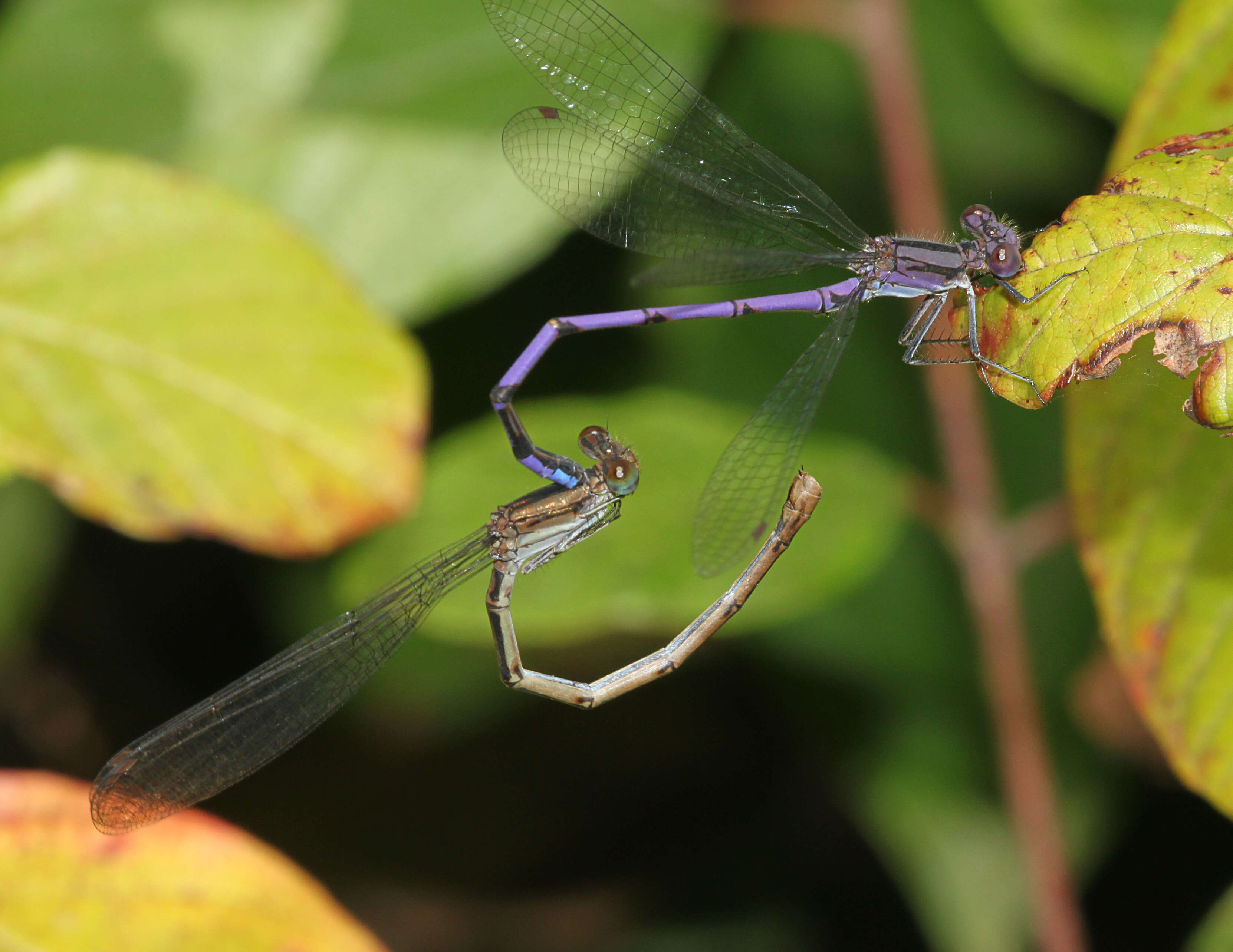 Image of Variable Dancer