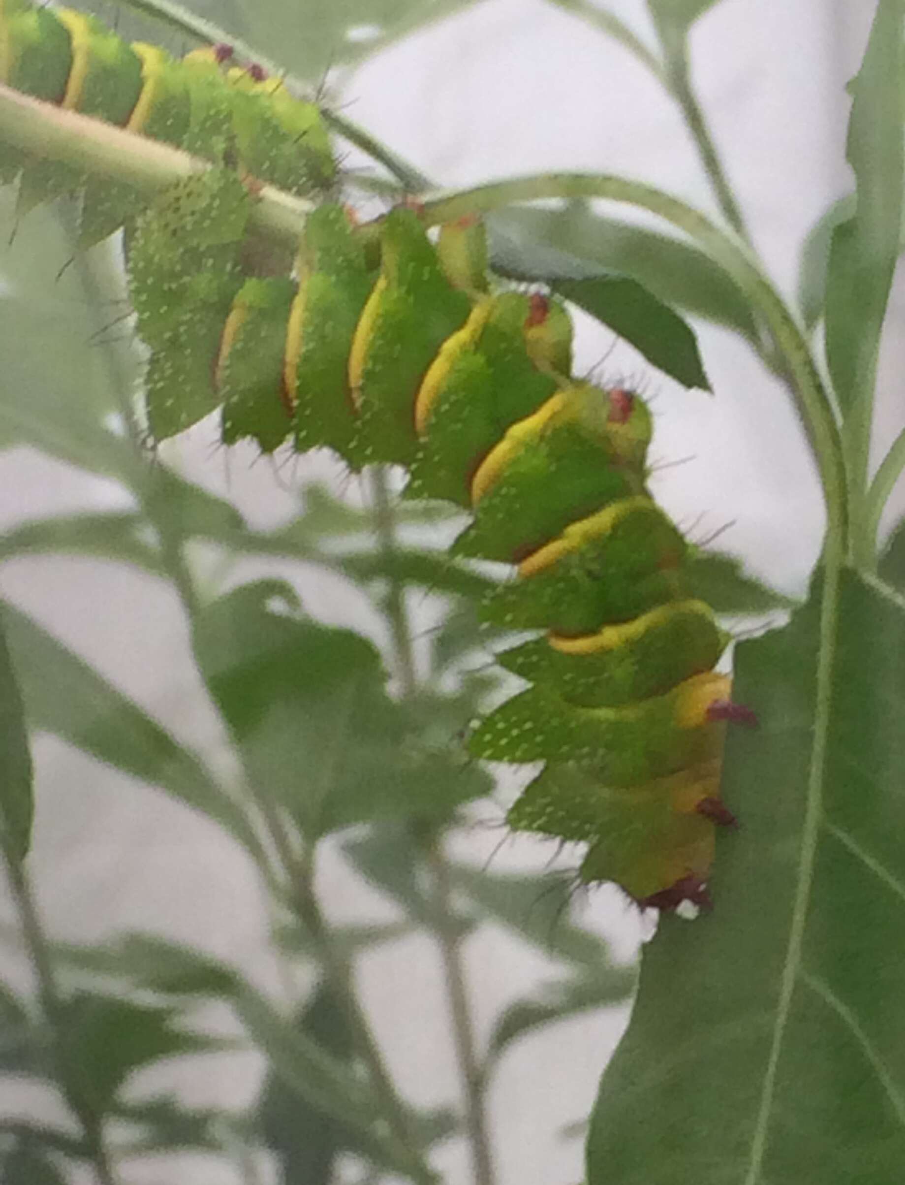 Image of comet moth