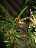 Image of Ceratostylis