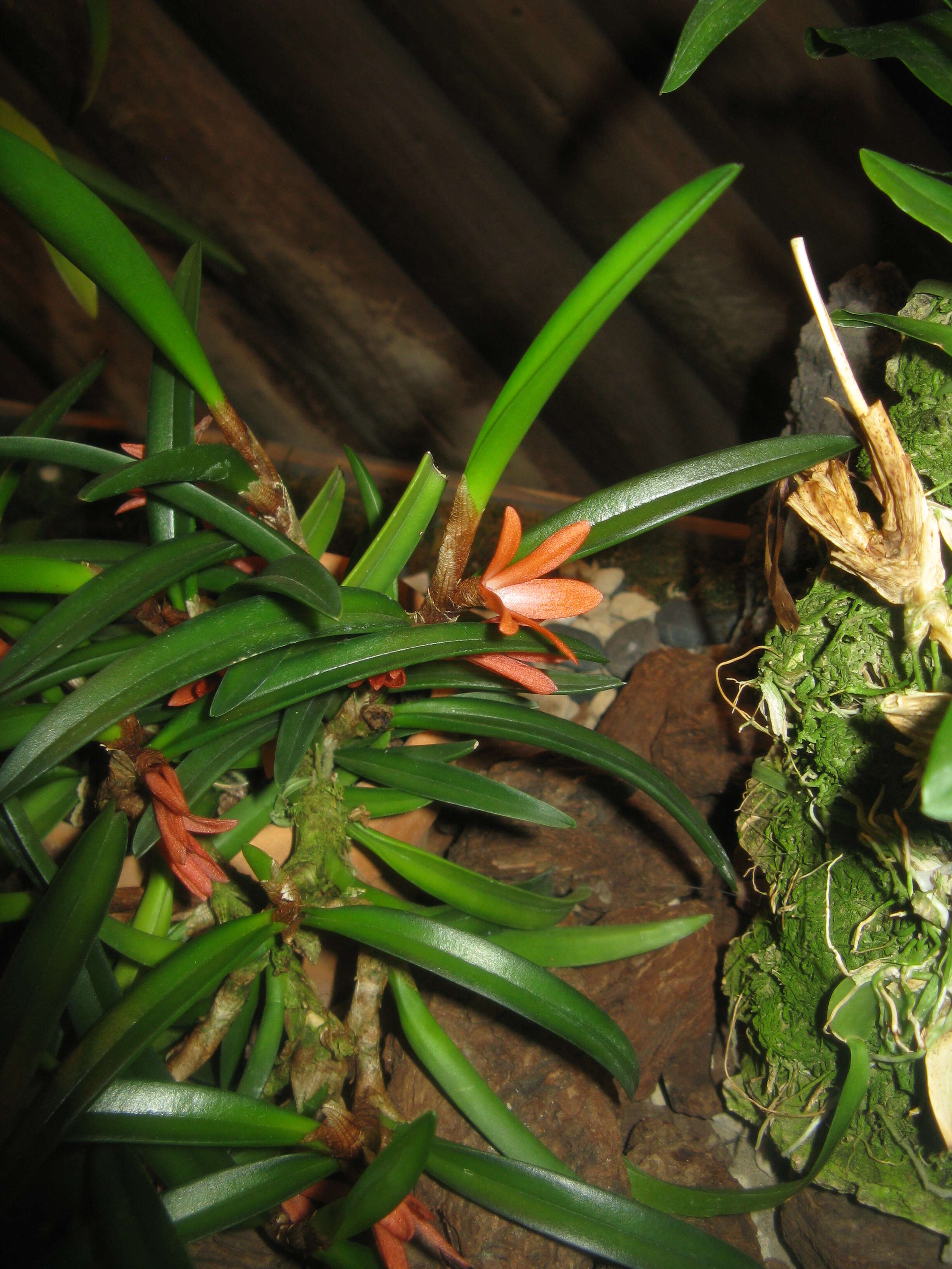 Image of Ceratostylis