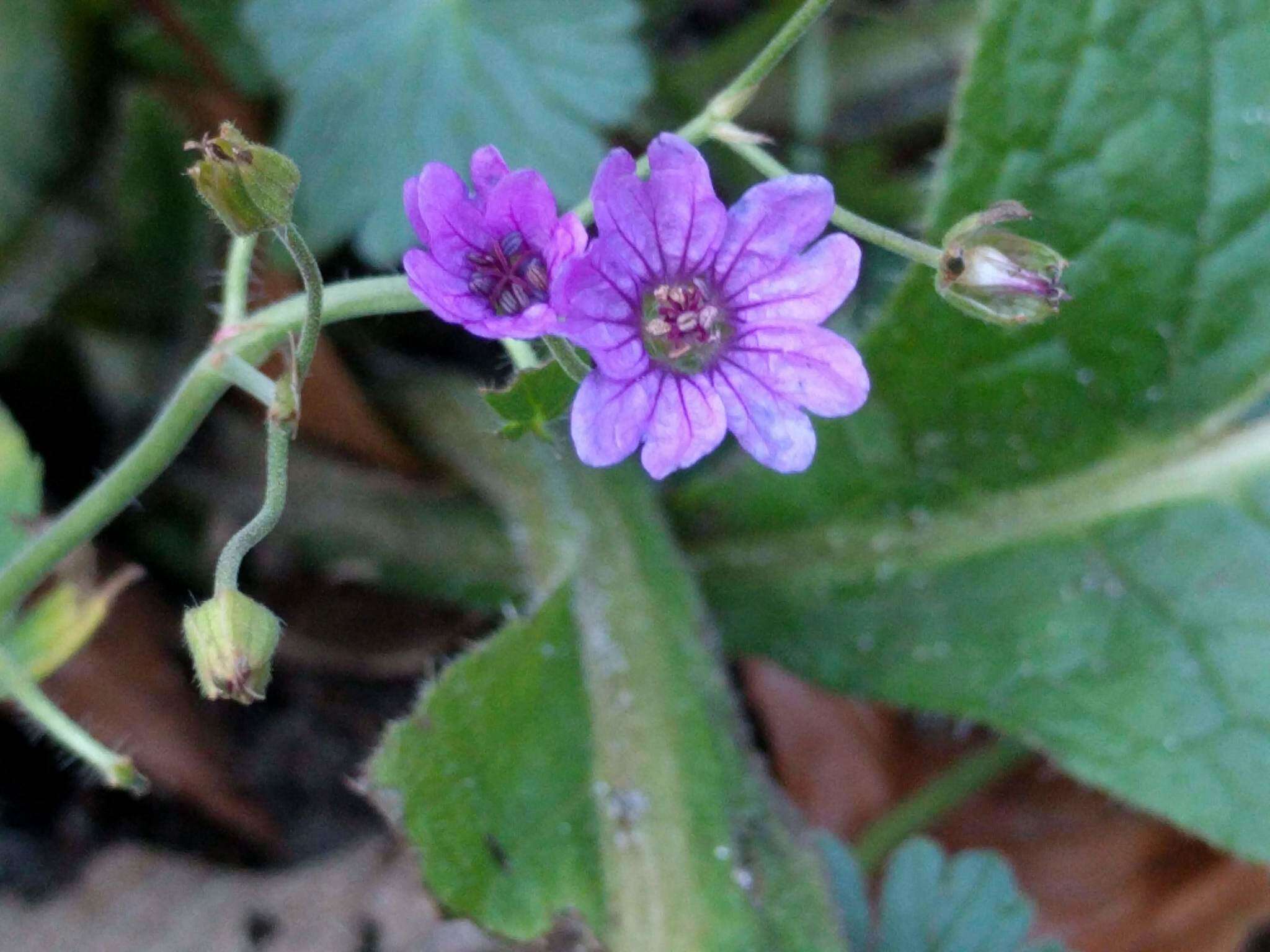 Image of hedgerow geranium