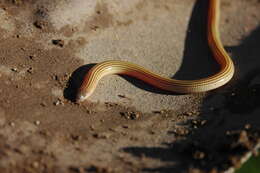 Image of Linnaeus' Lance Skink