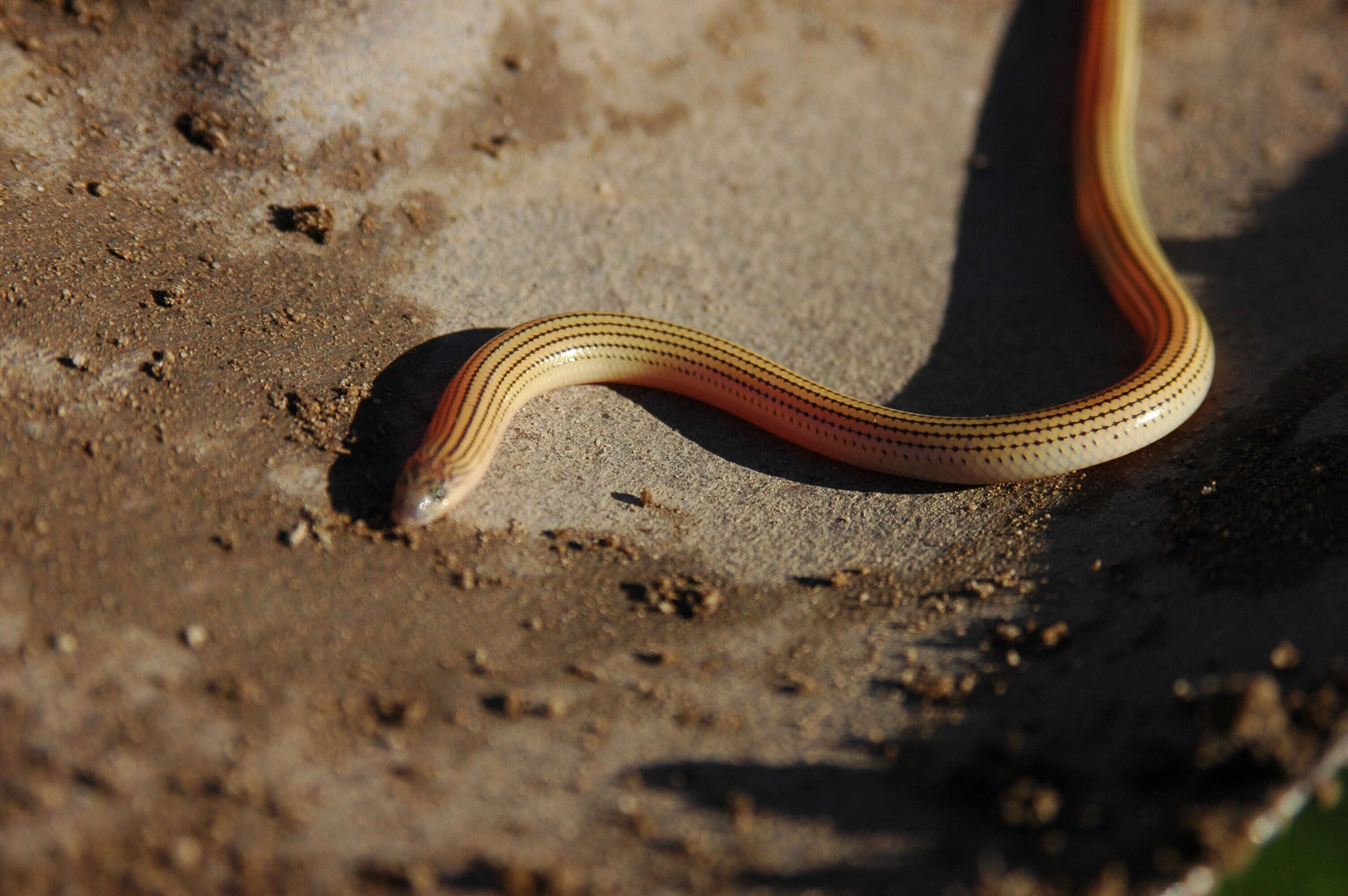 Image of Linnaeus' Lance Skink