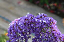 Limonium perezii (Stapf) F. T. Hubbard ex L. H. Bailey resmi