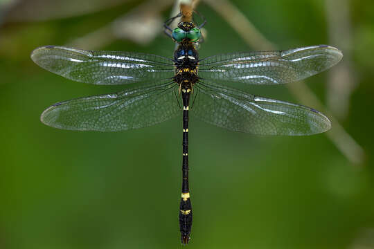 Image of Macromia irata Fraser 1924