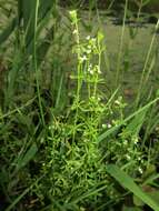 Image of three-petal bedstraw