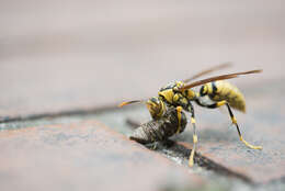 Image of Polistes rothneyi Cameron 1900