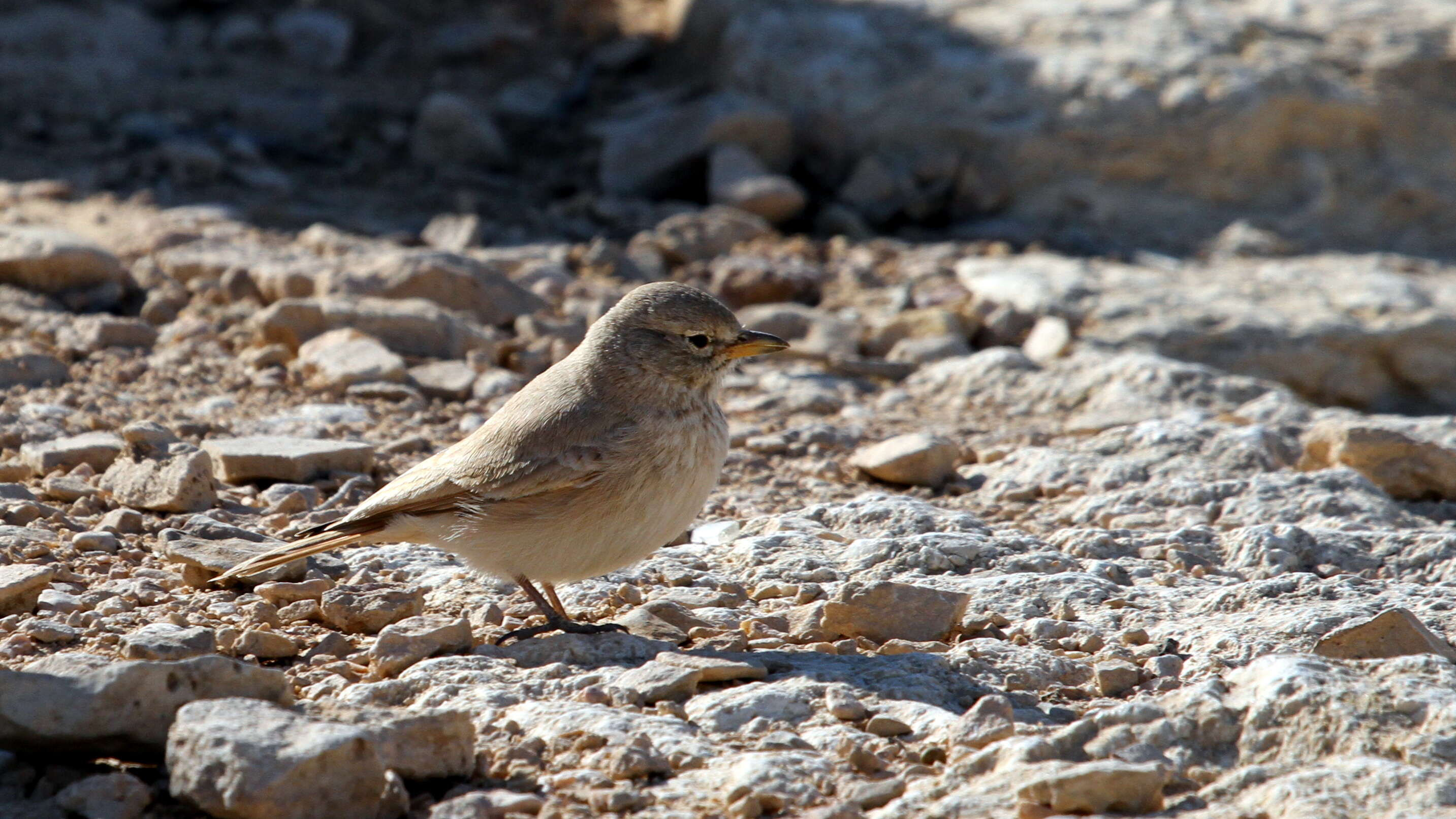 Image of Desert Lark