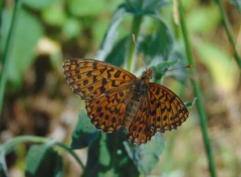 Plancia ëd Boloria dia