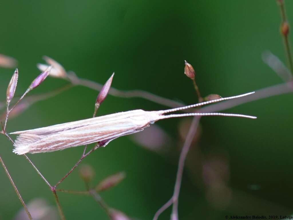 Imagem de Coleophora trochilella Duponchel 1842