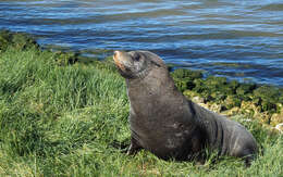 Image of Antipodean Fur Seal