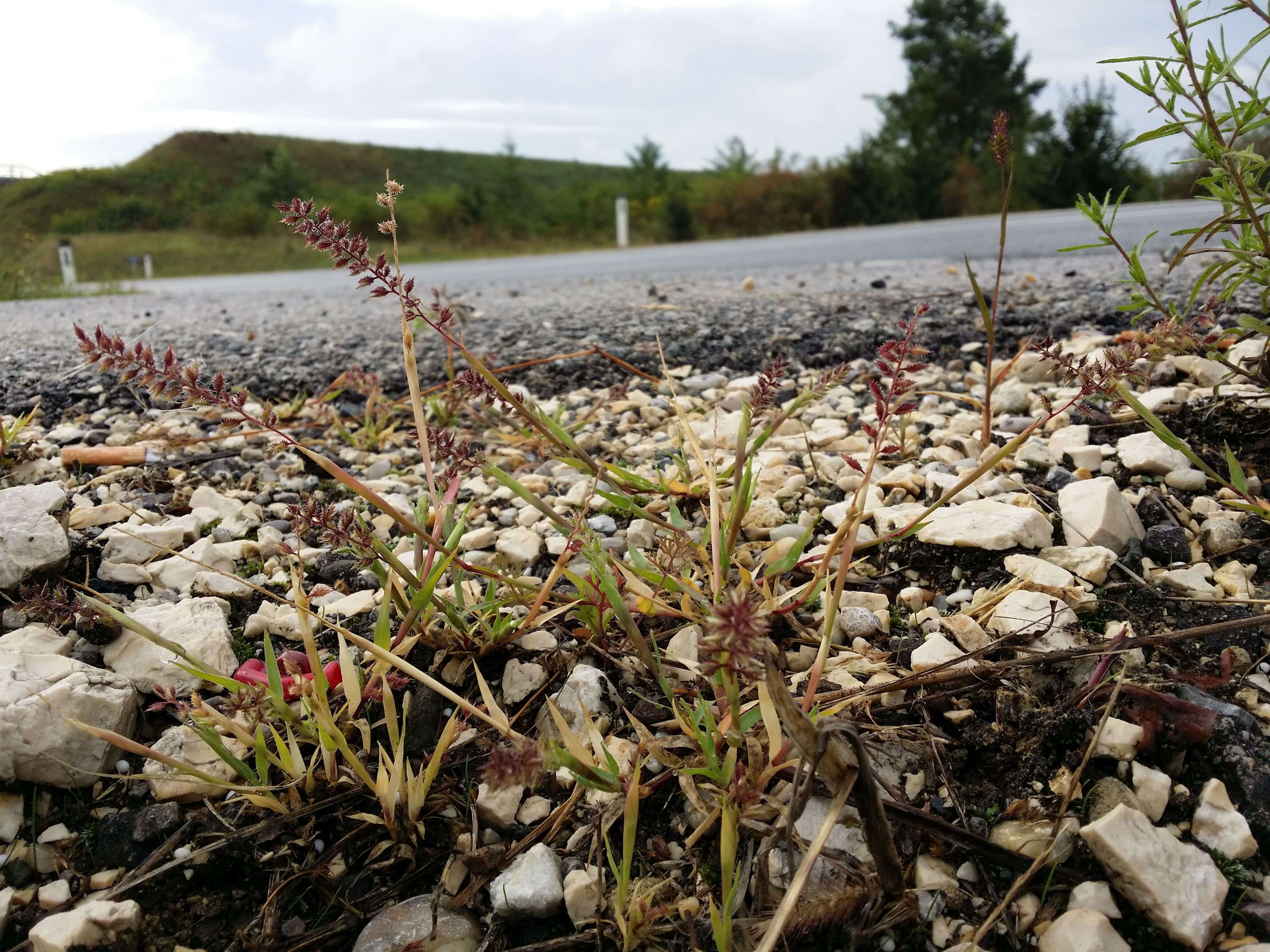 Image of stalked bur grass