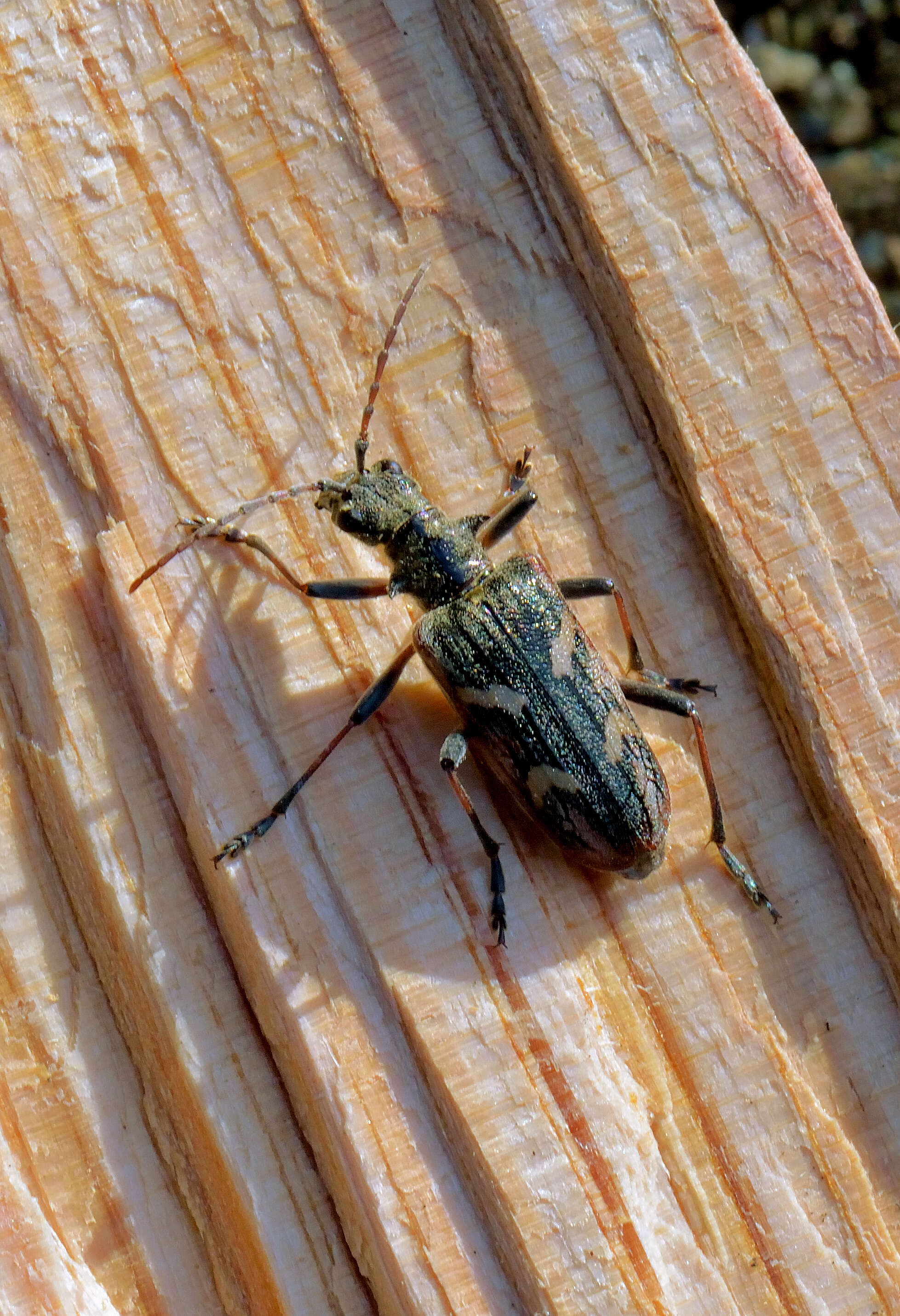 Image of Two-banded longhorn beetle