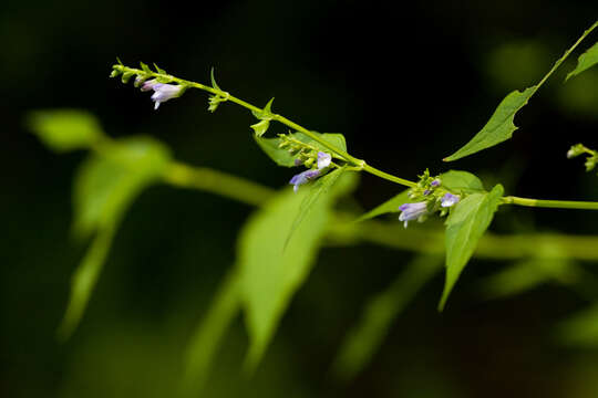 Image of blue skullcap