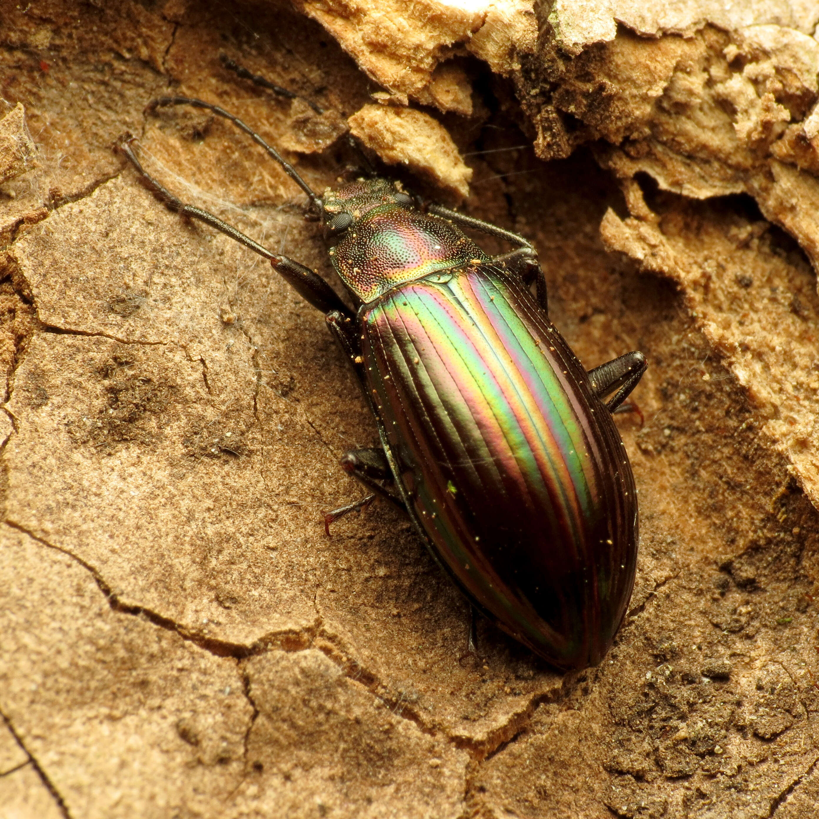 Image of Tarpela micans (Fabricius 1798)