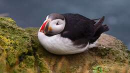 Image of Puffin