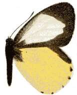 Image of Mylothris jacksoni Sharpe 1891