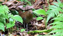 Image de Râle de forêt