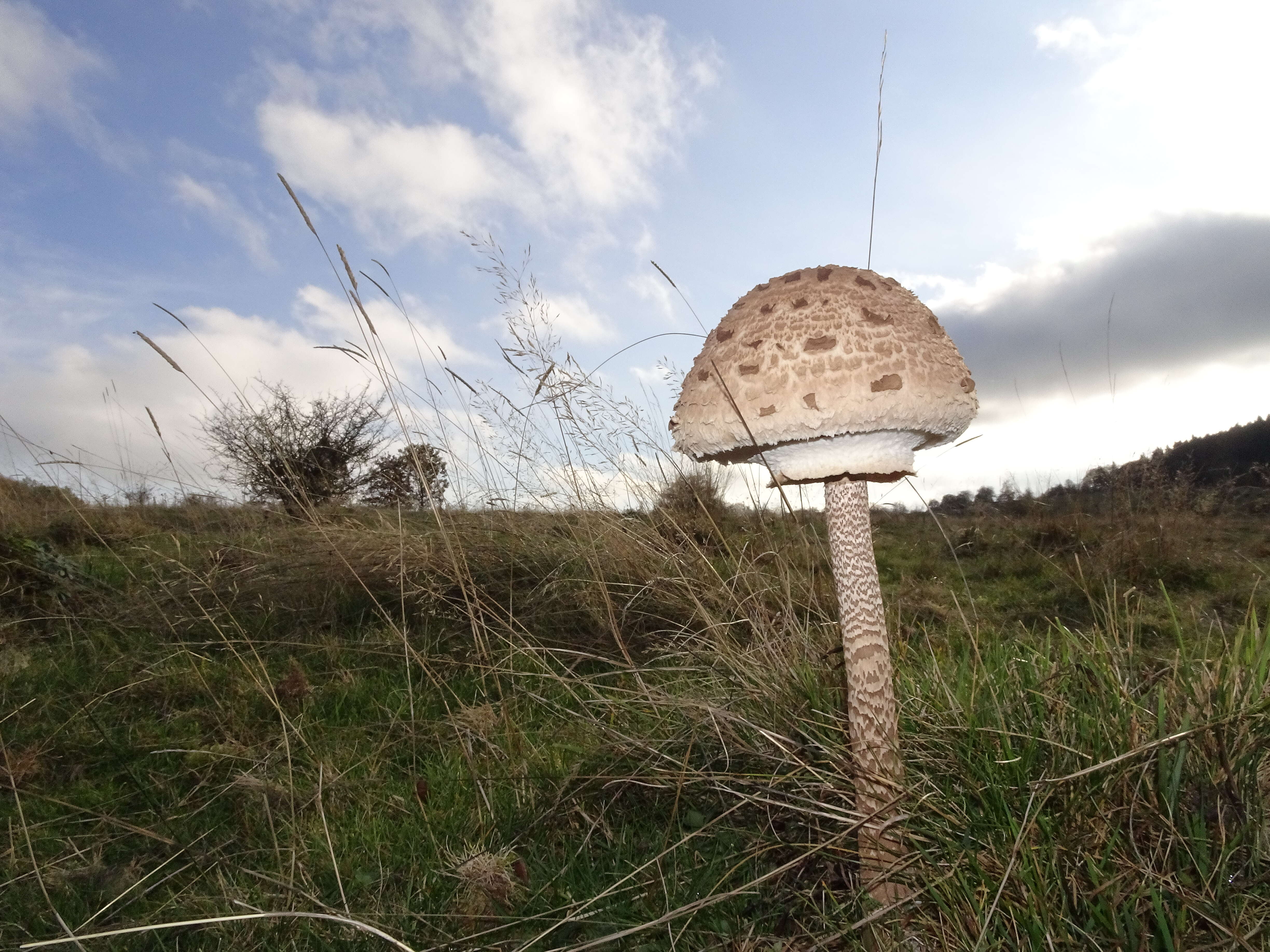 Image of Macrolepiota procera (Scop.) Singer 1948