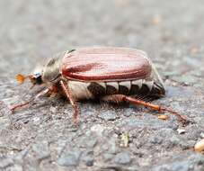 Image of Common cockchafer