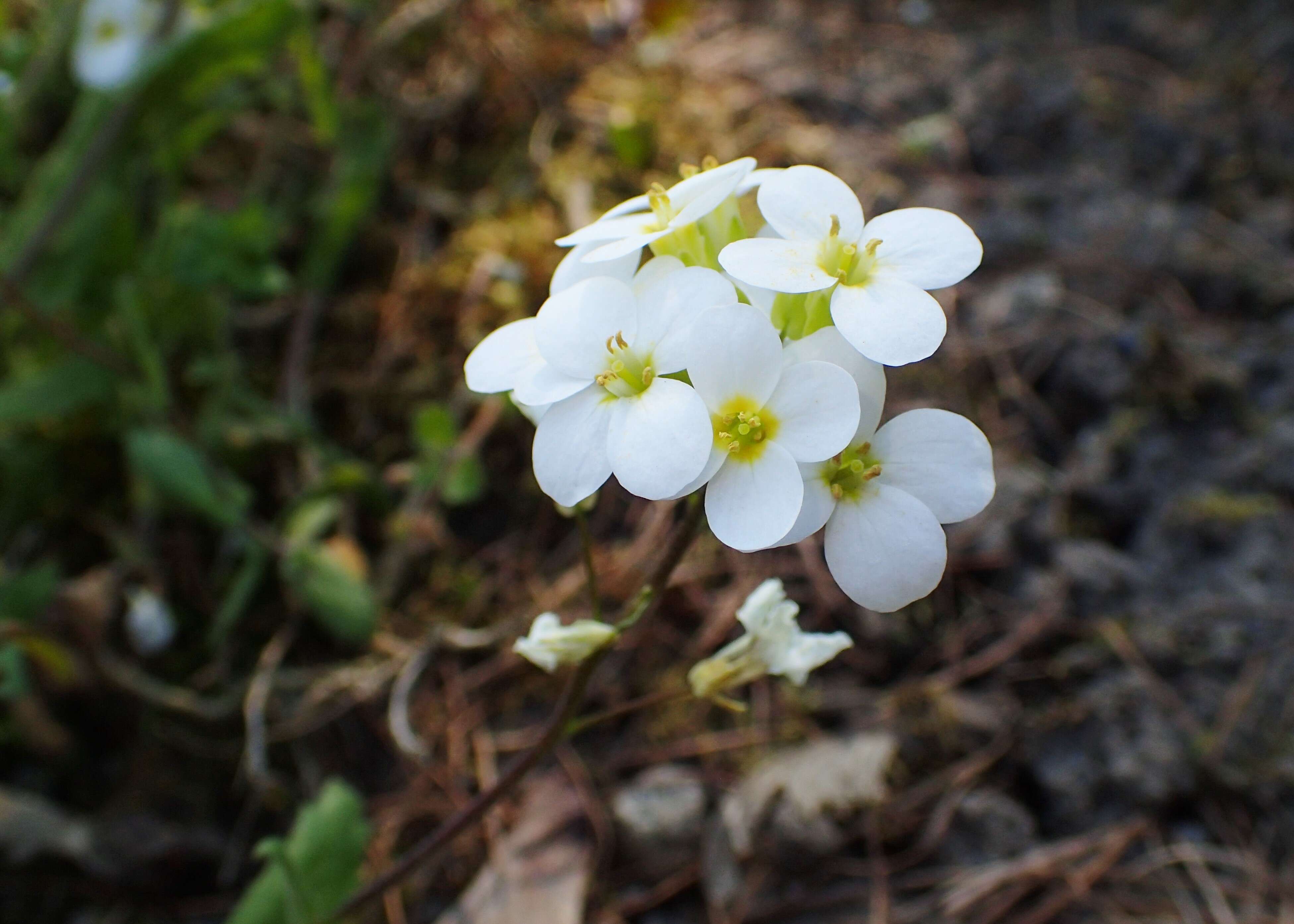 Image of alpine rockcress