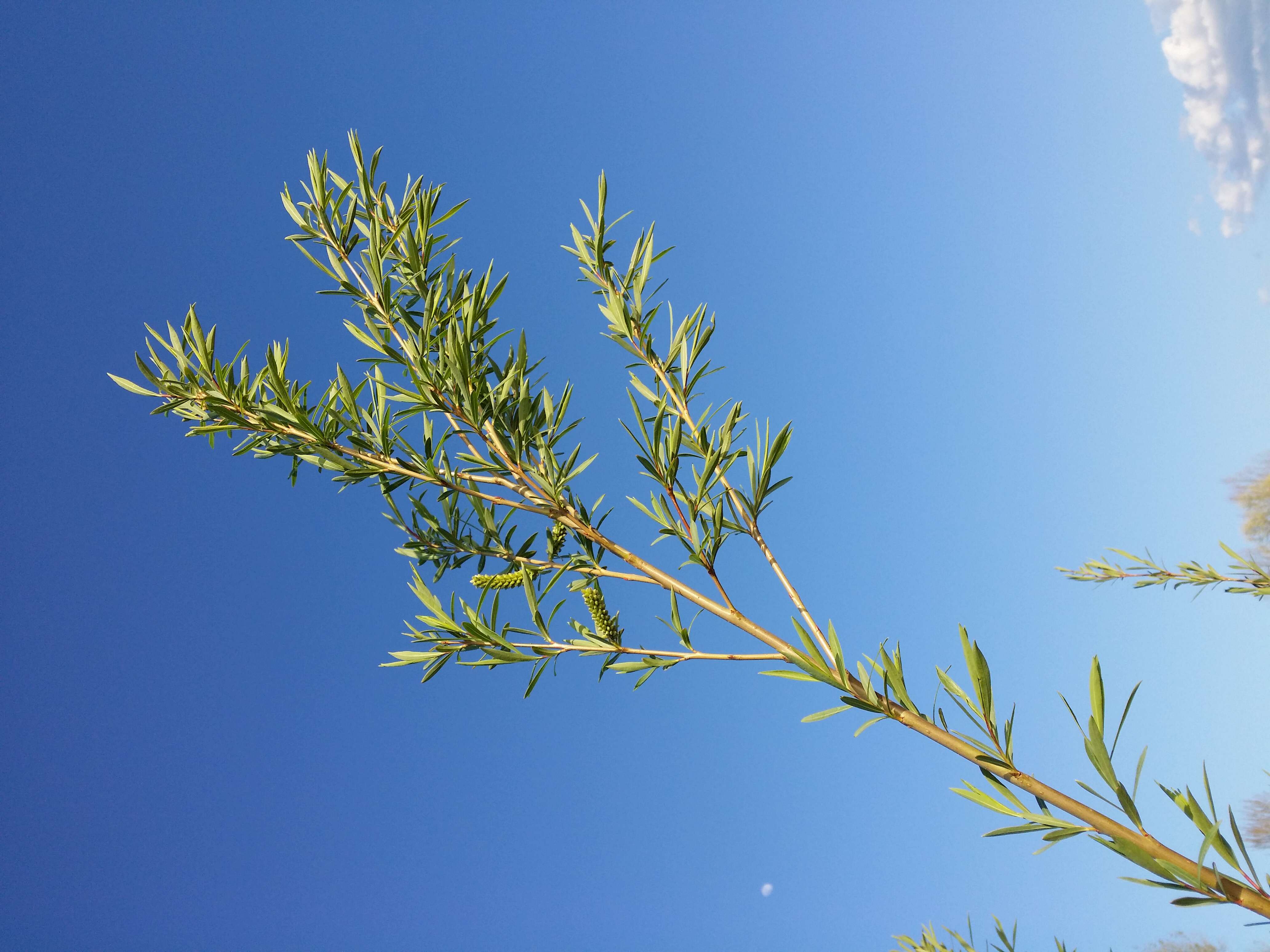 Image of purple willow