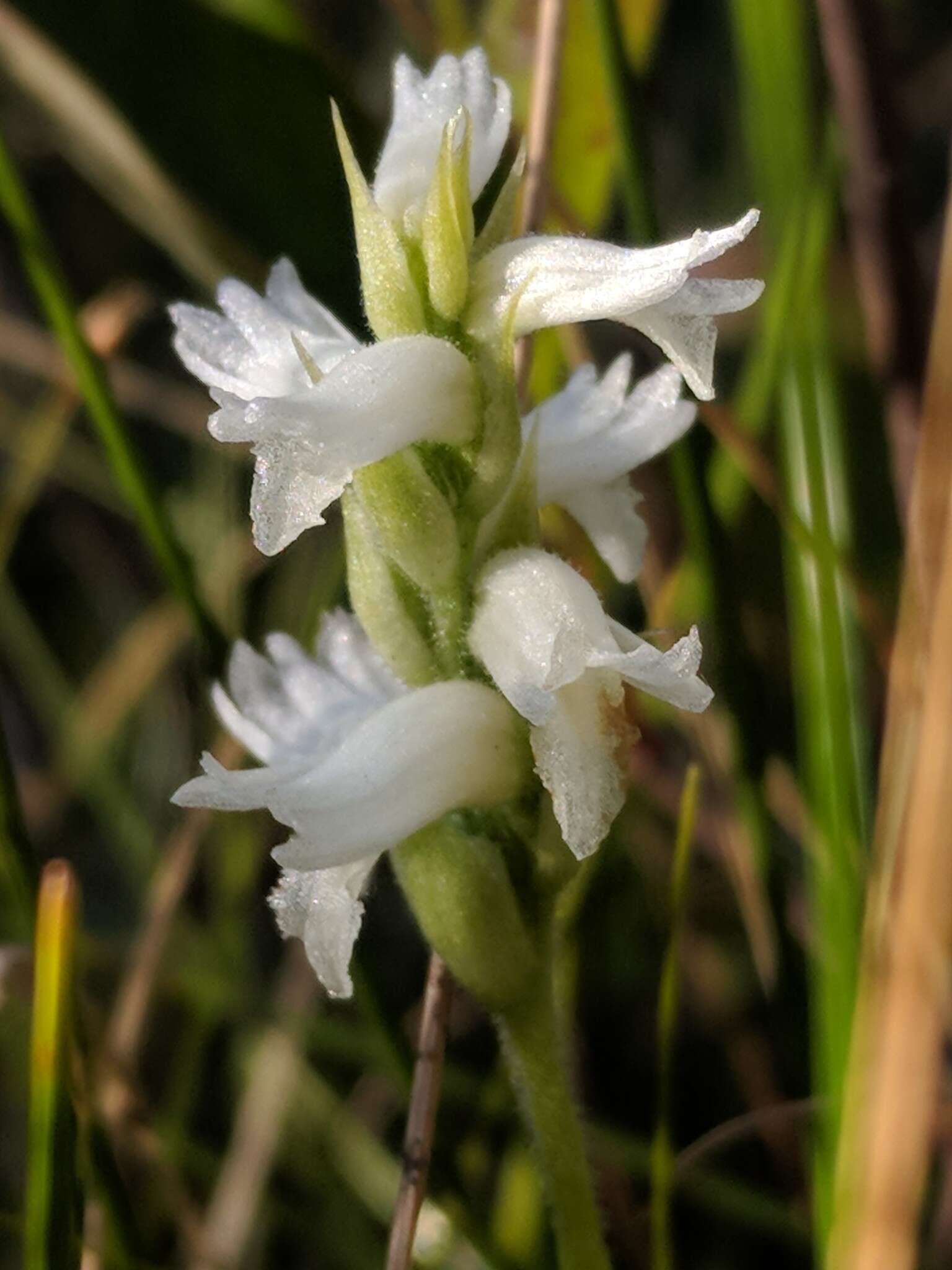 Image of Spiranthes incurva