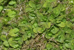 Image of Wideleaf Tortula Moss