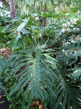 Image of Thaumatophyllum bipinnatifidum