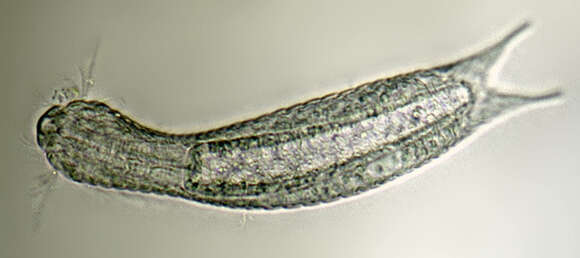 Image of Lepidodermella