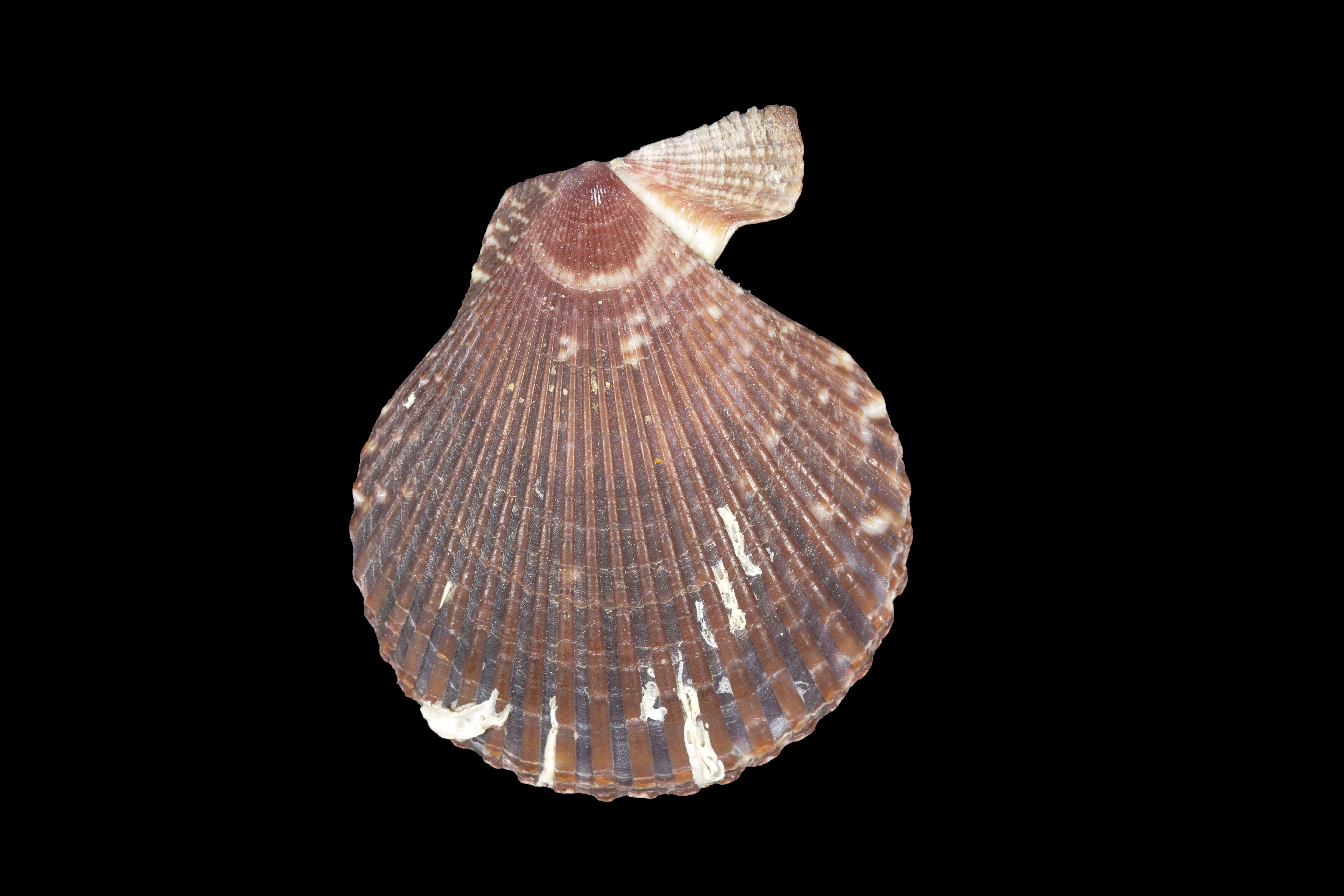 Image of Chlamys varia