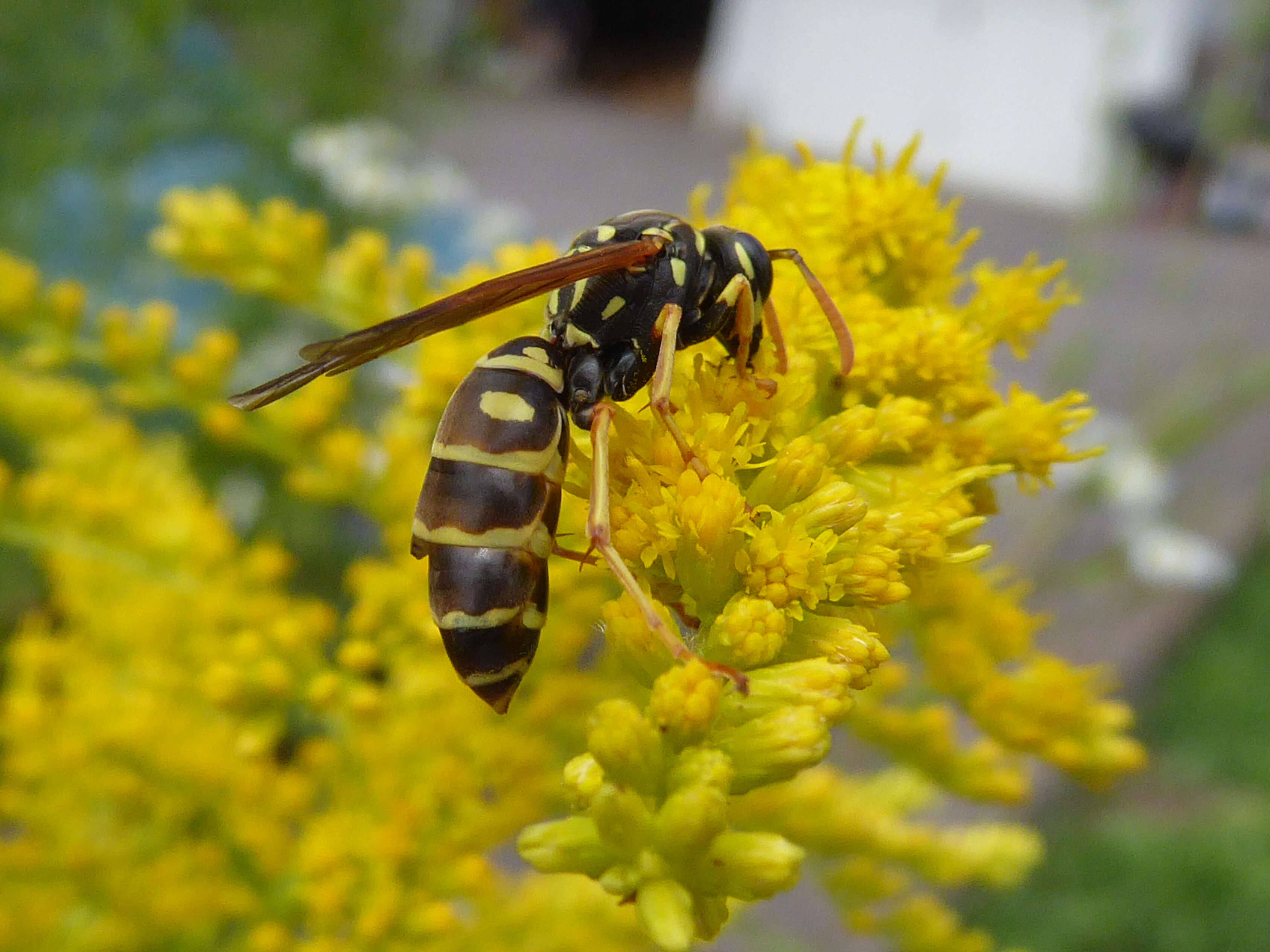 Imagem de Strepsiptera