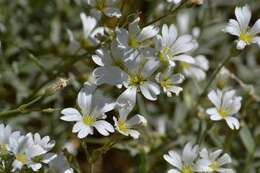 Imagem de Cerastium biebersteinii DC.