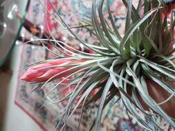 Image of Airplants