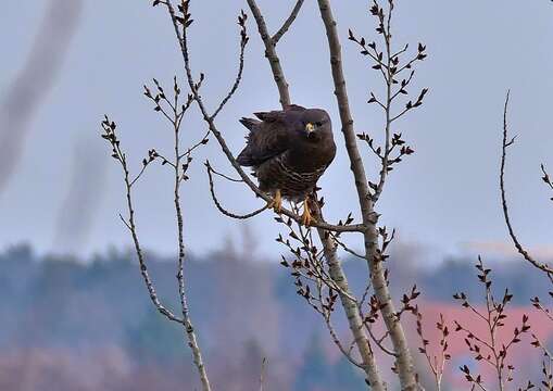 Image of Common Buzzard